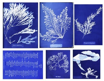 Collage Sheet Cyanotype Algae
