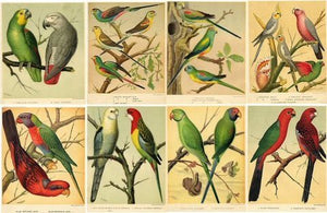 Collage Sheet Bird Chromolithographs