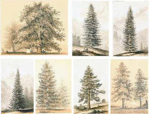 Collage Sheet Watercolor Trees